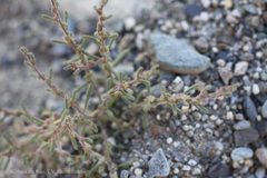 Leontopodium nanum